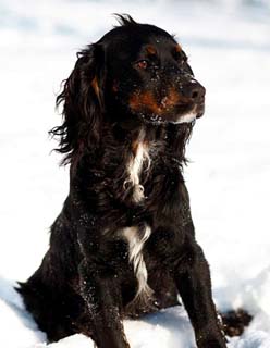 Black spaniel puppies for hot sale sale