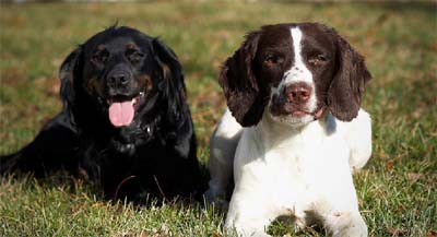 Cocker Springer Spaniel