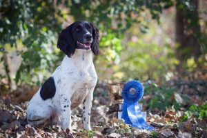 ella-PrairieRose's Windriding Donella - English Springer Spaniel