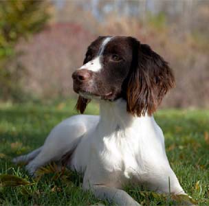 hunting springer spaniel breeders