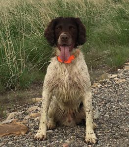 Beggarbush Clipper puppy - Dundee