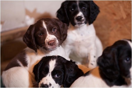 springer spaniel puppies rescue