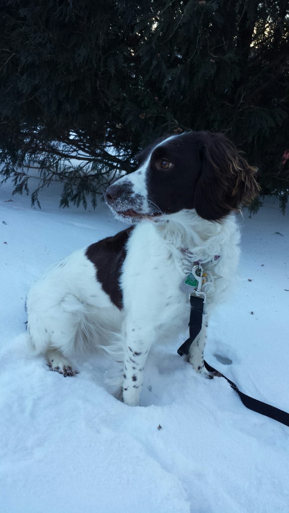 English Springer Spaniel Puppies -Kina