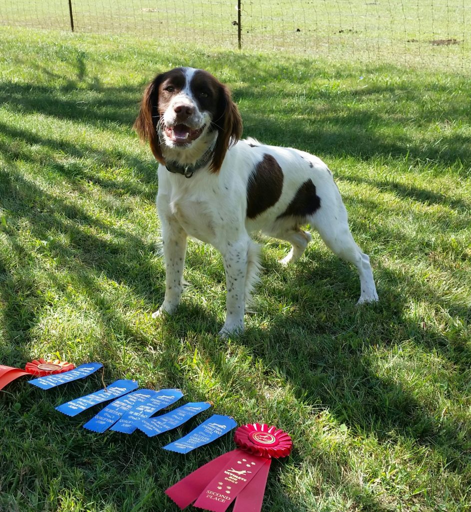 english springer spaniel field bred