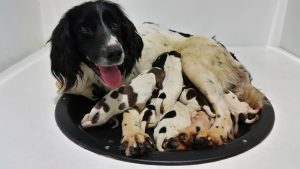 field bred english springer spaniel puppies for sale -Ella-Zeus puppies