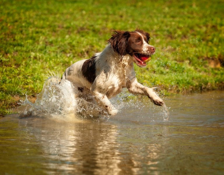 Premium English Springer Spaniel Boys Archives ⋆ PrairieRose Gundogs ...