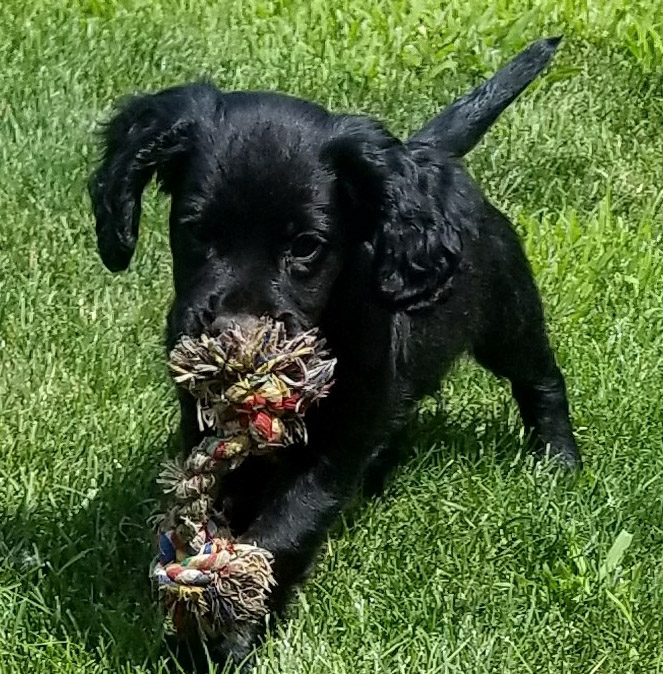 English Cocker Spaniels Archives ⋆ PrairieRose Gundogs - Premium Field Bred English Springer ...