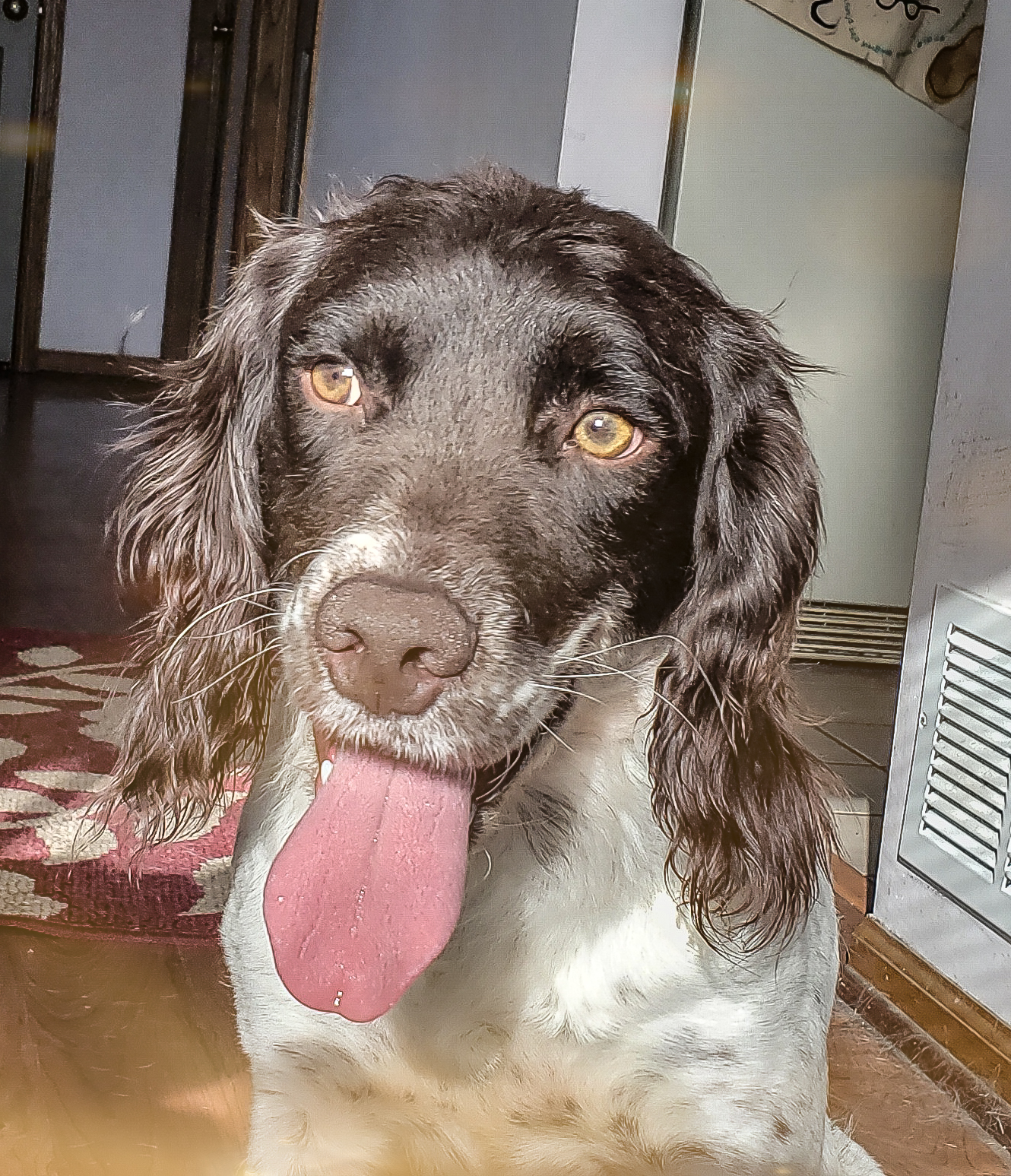 field-bred-english-springer-spaniel-puppies-for-sale-prairierose