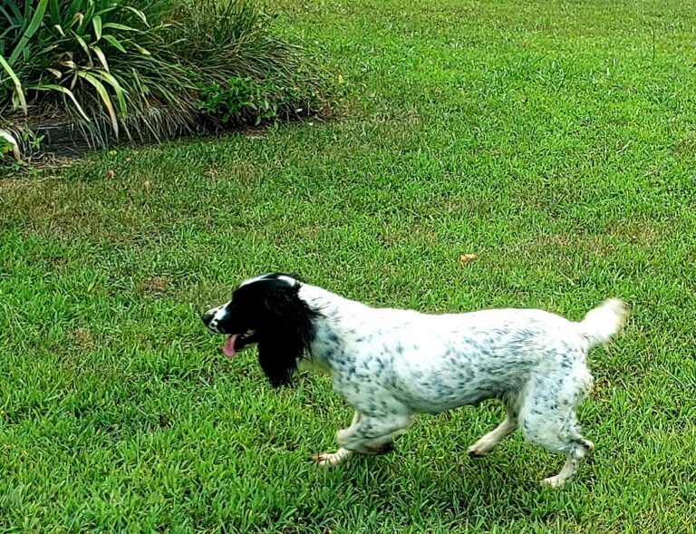 Field Bred English Springer Spaniel Puppies For Sale ⋆ Prairierose